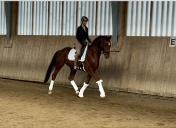Hanovrien, Hongre, 5 Ans, 169 cm, Alezan brûlé