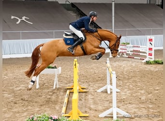 Hanovrien, Hongre, 5 Ans, 169 cm, Alezan brûlé