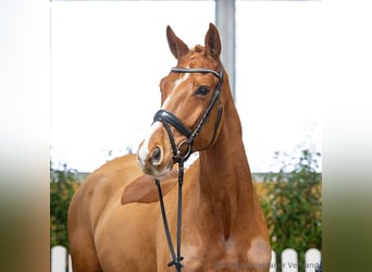 Hanovrien, Hongre, 5 Ans, 169 cm, Alezan brûlé