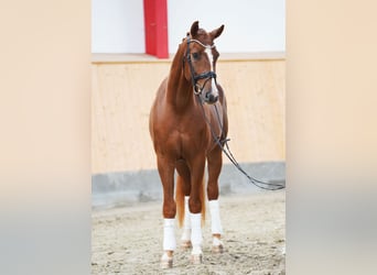 Hanovrien, Hongre, 5 Ans, 169 cm, Alezan