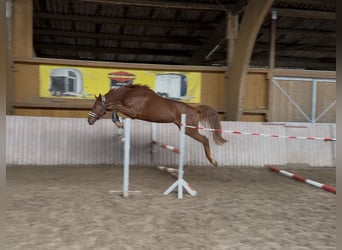 Hanovrien, Hongre, 5 Ans, 169 cm, Alezan