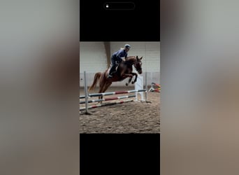 Hanovrien, Hongre, 5 Ans, 169 cm, Alezan