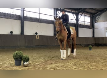 Hanovrien, Hongre, 5 Ans, 169 cm, Alezan