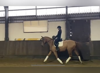 Hanovrien, Hongre, 5 Ans, 169 cm, Alezan