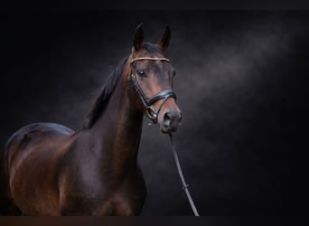 Hanovrien, Hongre, 5 Ans, 169 cm, Bai brun