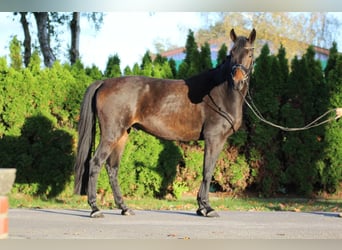 Hanovrien, Hongre, 5 Ans, 169 cm, Bai brun