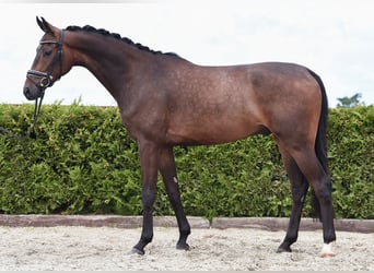 Hanovrien, Hongre, 5 Ans, 169 cm, Bai brun