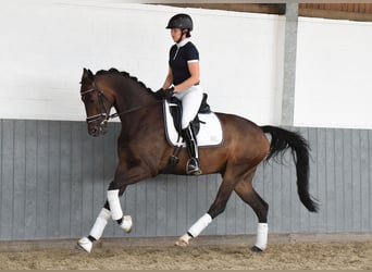 Hanovrien, Hongre, 5 Ans, 169 cm, Bai brun