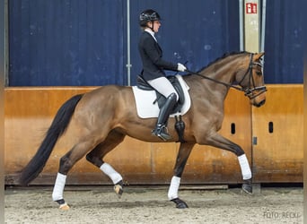 Hanovrien, Hongre, 5 Ans, 169 cm, Bai