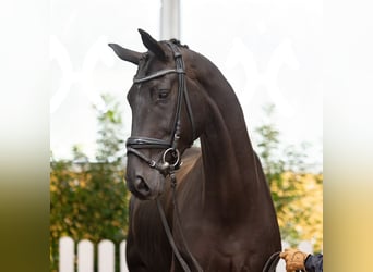 Hanovrien, Hongre, 5 Ans, 169 cm, Bai