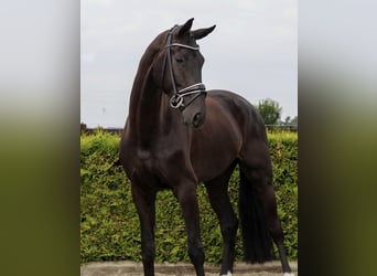Hanovrien, Hongre, 5 Ans, 169 cm, Noir