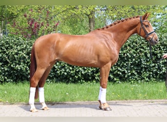 Hanovrien, Hongre, 5 Ans, 170 cm, Alezan