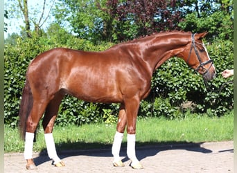 Hanovrien, Hongre, 5 Ans, 170 cm, Alezan