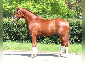 Hanovrien, Hongre, 5 Ans, 170 cm, Alezan