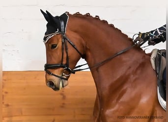 Hanovrien, Hongre, 5 Ans, 170 cm, Alezan
