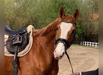 Hanovrien, Hongre, 5 Ans, 170 cm, Alezan