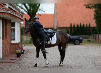 Hanovrien, Hongre, 5 Ans, 170 cm, Bai brun