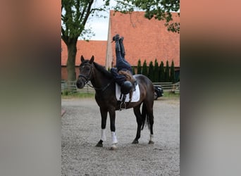 Hanovrien, Hongre, 5 Ans, 170 cm, Bai brun