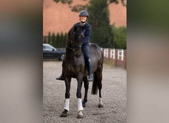 Hanovrien, Hongre, 5 Ans, 170 cm, Bai brun