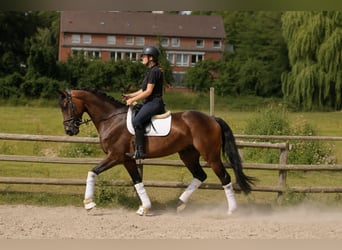 Hanovrien, Hongre, 5 Ans, 170 cm, Bai brun