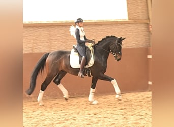 Hanovrien, Hongre, 5 Ans, 170 cm, Bai brun