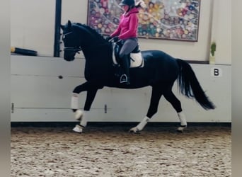 Hanovrien, Hongre, 5 Ans, 170 cm, Bai brun