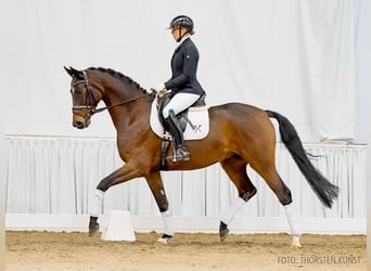 Hanovrien, Hongre, 5 Ans, 170 cm, Bai brun