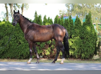 Hanovrien, Hongre, 5 Ans, 170 cm, Bai brun foncé