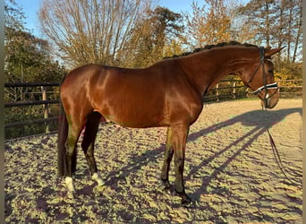 Hanovrien, Hongre, 5 Ans, 170 cm, Bai