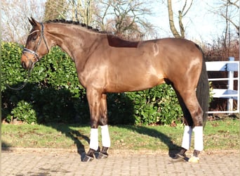 Hanovrien, Hongre, 5 Ans, 170 cm, Bai
