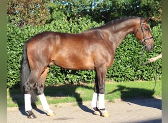 Hanovrien, Hongre, 5 Ans, 170 cm, Bai