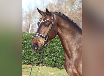 Hanovrien, Hongre, 5 Ans, 170 cm, Bai