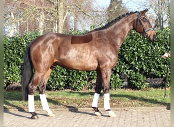 Hanovrien, Hongre, 5 Ans, 170 cm, Bai