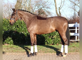 Hanovrien, Hongre, 5 Ans, 170 cm, Bai