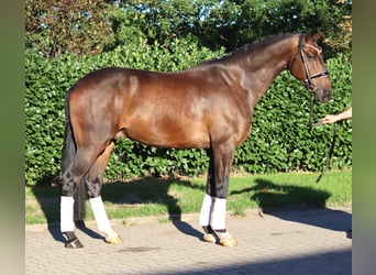 Hanovrien, Hongre, 5 Ans, 170 cm, Bai