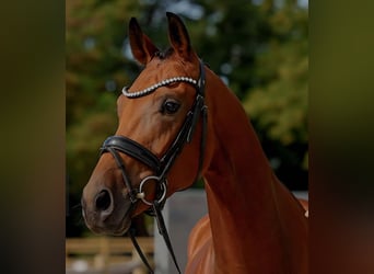 Hanovrien, Hongre, 5 Ans, 170 cm, Bai