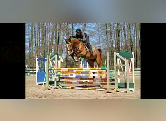 Hanovrien, Hongre, 5 Ans, 170 cm, Bai