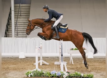 Hanovrien, Hongre, 5 Ans, 170 cm, Bai