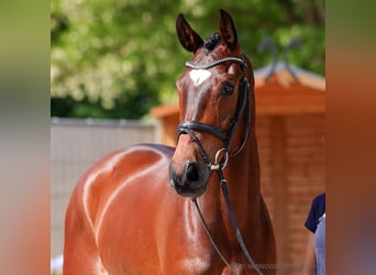 Hanovrien, Hongre, 5 Ans, 170 cm, Bai