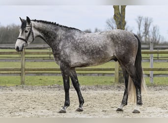 Hanovrien, Hongre, 5 Ans, 170 cm, Gris