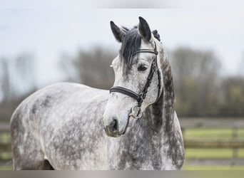 Hanovrien, Hongre, 5 Ans, 170 cm, Gris