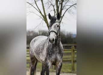 Hanovrien, Hongre, 5 Ans, 170 cm, Gris