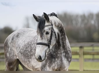 Hanovrien, Hongre, 5 Ans, 170 cm, Gris