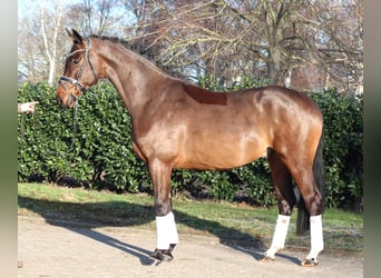 Hanovrien, Hongre, 5 Ans, 171 cm, Bai