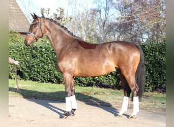 Hanovrien, Hongre, 5 Ans, 171 cm, Bai