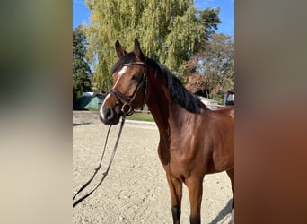 Hanovrien, Hongre, 5 Ans, 171 cm, Bai