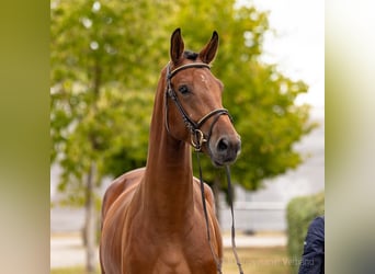 Hanovrien, Hongre, 5 Ans, 171 cm, Bai