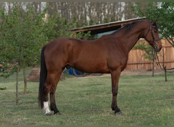Hanovrien, Hongre, 5 Ans, 171 cm, Bai clair