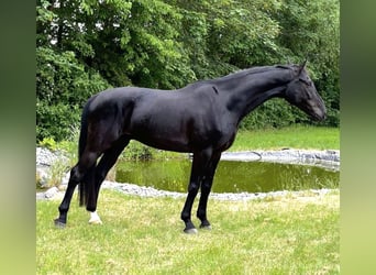 Hanovrien, Hongre, 5 Ans, 171 cm, Noir