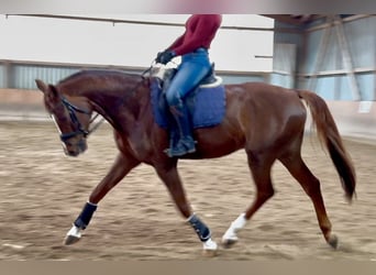 Hanovrien, Hongre, 5 Ans, 172 cm, Alezan brûlé